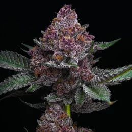 Cherry Poppers - Barney´s Farm - SATIVA 60% - Feminizovaná semena  SEEDS-BANK.CZ JIHLAVA