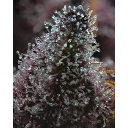 Cherry Poppers - Barney´s Farm - SATIVA 60% - Feminizovaná semena  SEEDS-BANK.CZ JIHLAVA