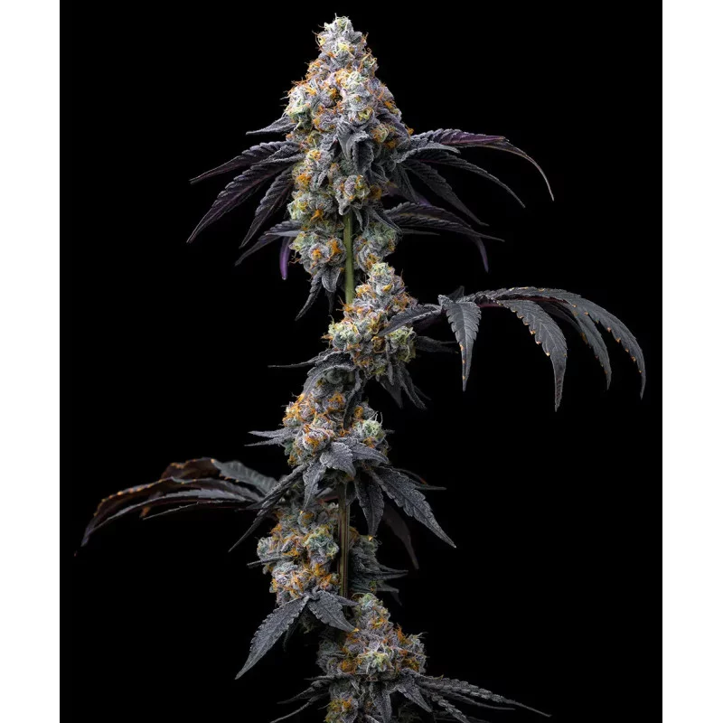 Rainbow Sherbet - Barney´s Farm - HYBRID 50/50 - Feminizovaná semena - SEEDS-BANK.CZ JIHLAVA