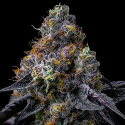 Rainbow Sherbet - Barney´s Farm - HYBRID 50/50 - Feminizovaná semena - SEEDS-BANK.CZ JIHLAVA