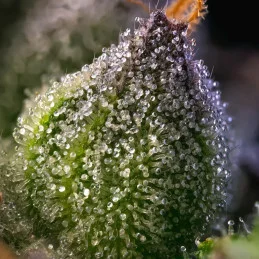 Rainbow Sherbet - Barney´s Farm - HYBRID 50/50 - Feminizovaná semena - SEEDS-BANK.CZ JIHLAVA