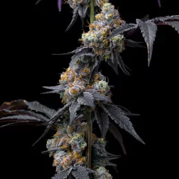 Rainbow Sherbet - Barney´s Farm - HYBRID 50/50 - Feminizovaná semena - SEEDS-BANK.CZ JIHLAVA