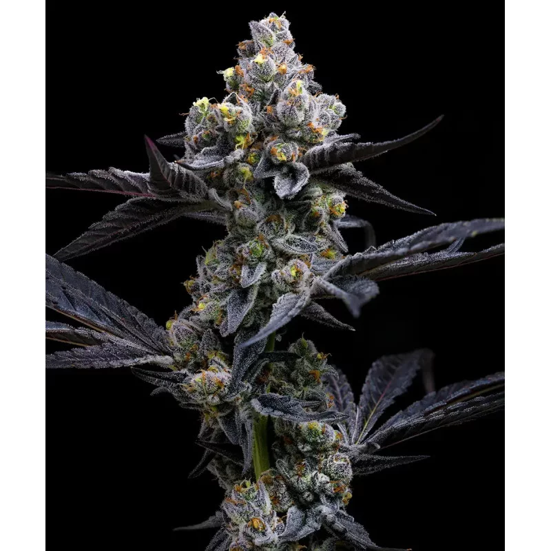 Garlic Cookies - Barney´s Farm - INDICA 90% - Feminizovaná semena - SEEDS-BANK.CZ JIHLAVA
