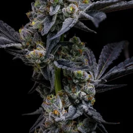Garlic Cookies - Barney´s Farm - INDICA 90% - Feminizovaná semena - SEEDS-BANK.CZ JIHLAVA