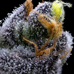 Garlic Cookies - Barney´s Farm - INDICA 90% - Feminizovaná semena - SEEDS-BANK.CZ JIHLAVA