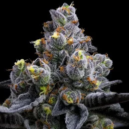 Garlic Cookies - Barney´s Farm - INDICA 90% - Feminizovaná semena - SEEDS-BANK.CZ JIHLAVA