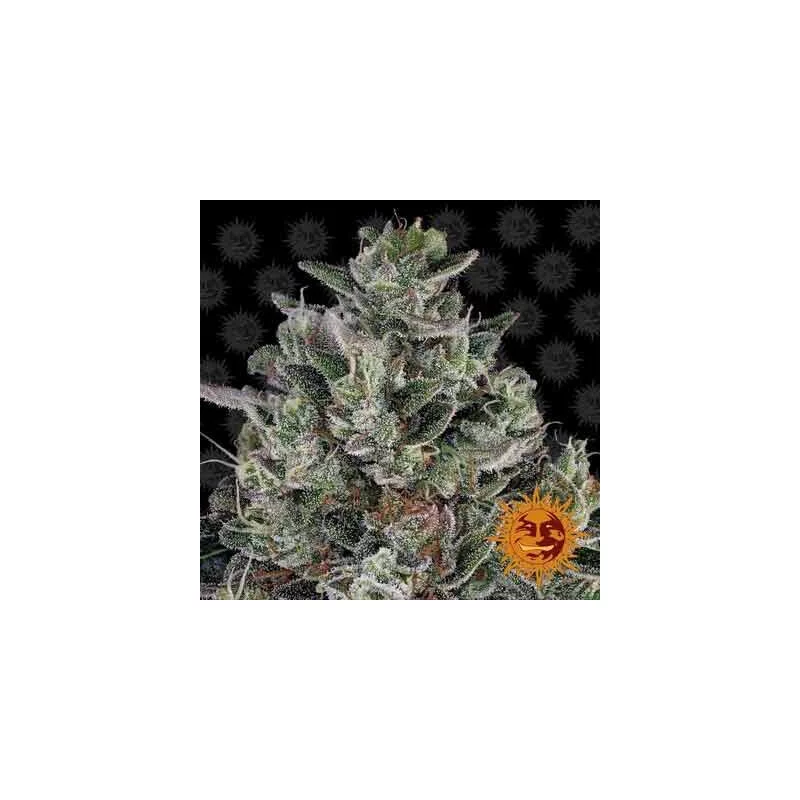 Bubblegum Gelato pupeny – husté, pryskyřičné, Barney’s Farm