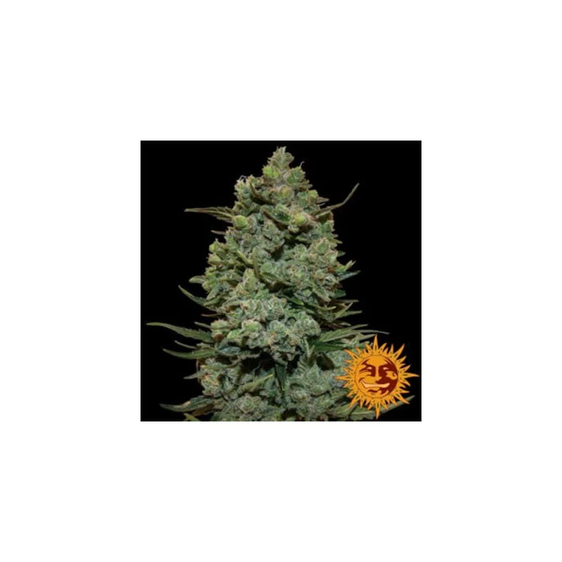 „Cookie Casket pupeny – husté květy s pryskyřicí, 70 % indica“