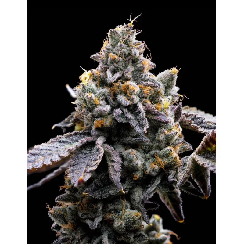 Insane OG - Barney´s Farm - INDICA 75% - Feminizovaná semena - SEEDS-BANK.CZ JIHLAVA