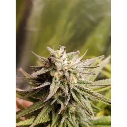 Insane OG - Barney´s Farm - INDICA 75% - Feminizovaná semena - SEEDS-BANK.CZ JIHLAVA