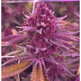 Tropicana Cherry - Barney´s Farm