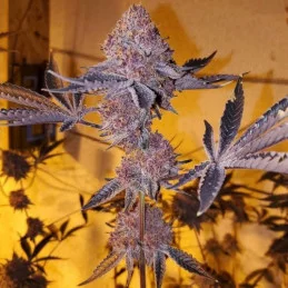 Tropicana Cherry - Barney´s Farm - SATIVA 60% - Feminizovaná semena - SEEDS-BANK.CZ JIHLAVA