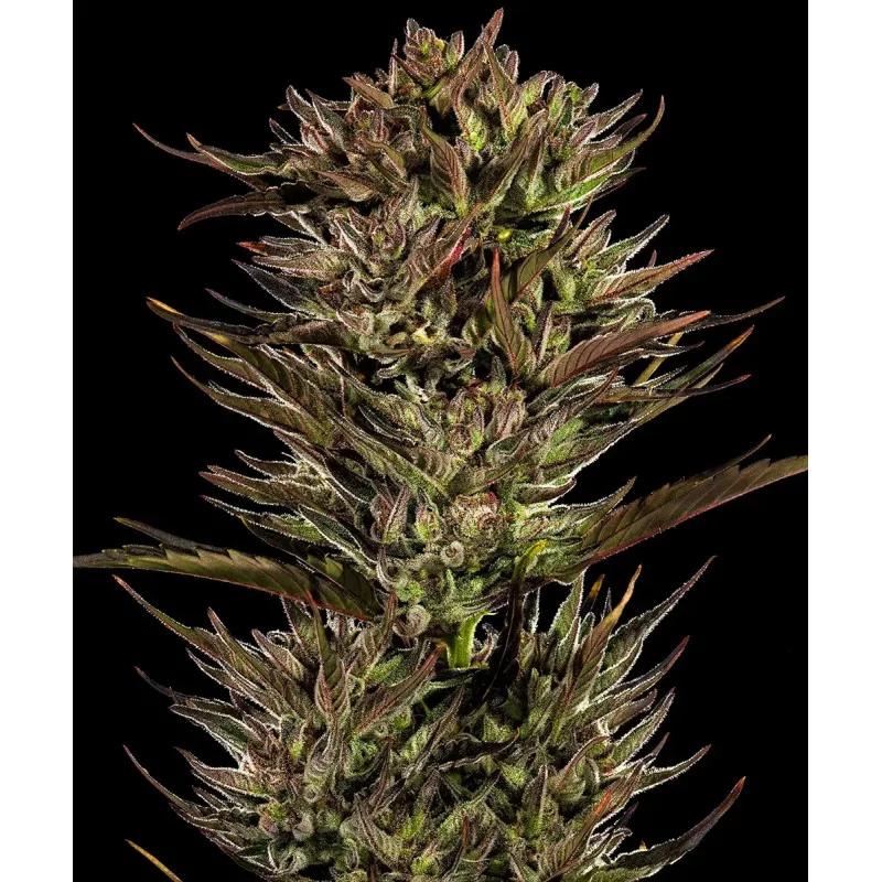 Thin Mint x Sour Pinot Auto Barney’s Farm – detail květu