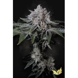 Peach Frosting - indica fem. - Paradise Seeds - seeds-bank.cz