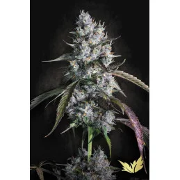 Red Velvet Auto - Paradise Seeds - seeds-bank.cz