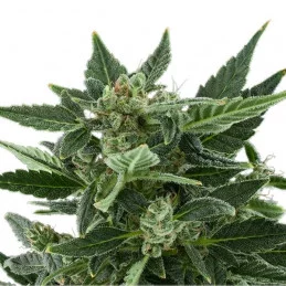 Royal Kush Automatic - Royal Queen Seeds - autoflowering marihuany