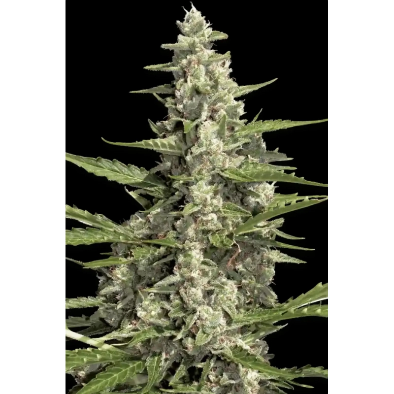 Pandora Autoflower –  (Paradise Seeds, THC 20 ) SEEDS-BANK