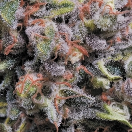 Auto Wappa – detail květu (Paradise Seeds, THC 18)- WWW.SEEDS-BANK.CZ