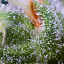 Auto Whiteberry – detail květu (Paradise Seeds, THC 18 %) SEEDS-BANK
