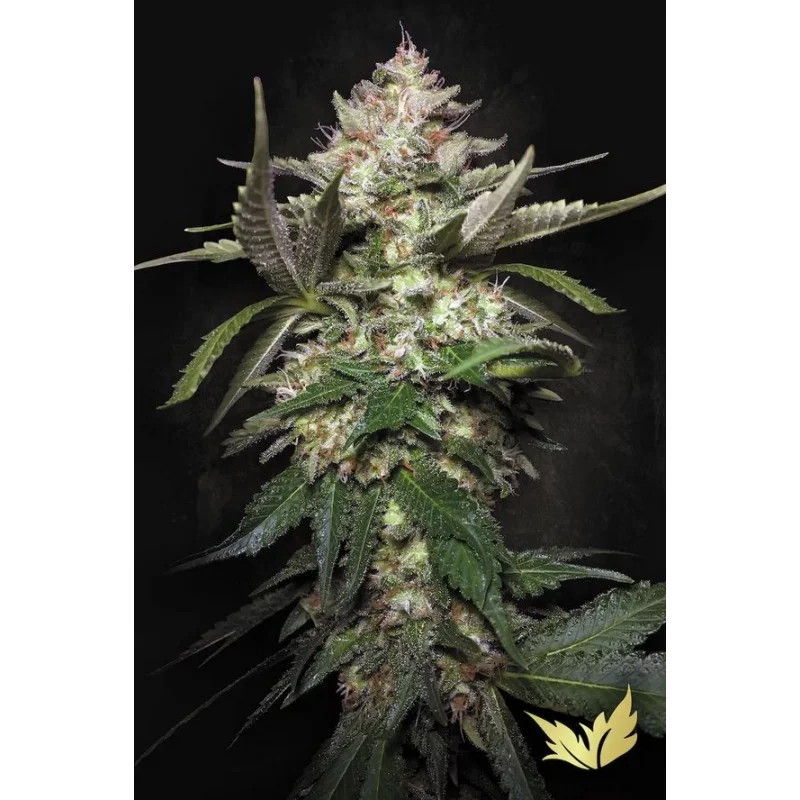 Auto Kong 4 - Paradise Seeds - seeds-bank.cz