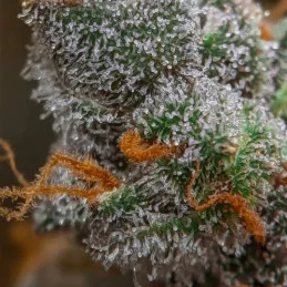 Auto Kong 4 - Paradise Seeds - seeds-bank.cz