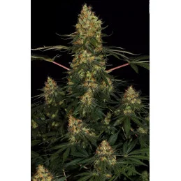 Californian Gold - Paradise Seeds - seeds-bank.cz