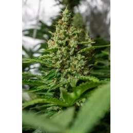 Californian Gold - Paradise Seeds - seeds-bank.cz