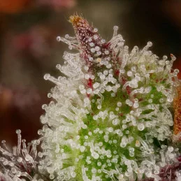 Californian Gold - Paradise Seeds - seeds-bank.cz