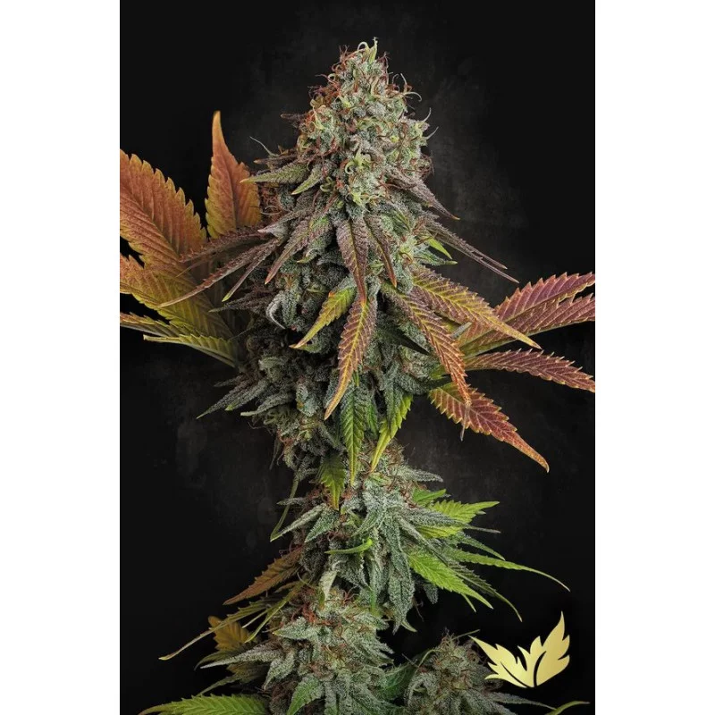 Californian Gold - Paradise Seeds - seeds-bank.cz