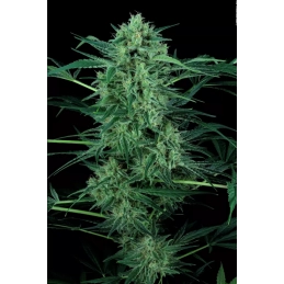 Nebula II CBD - Paradise Seeds - seeds-bank.cz