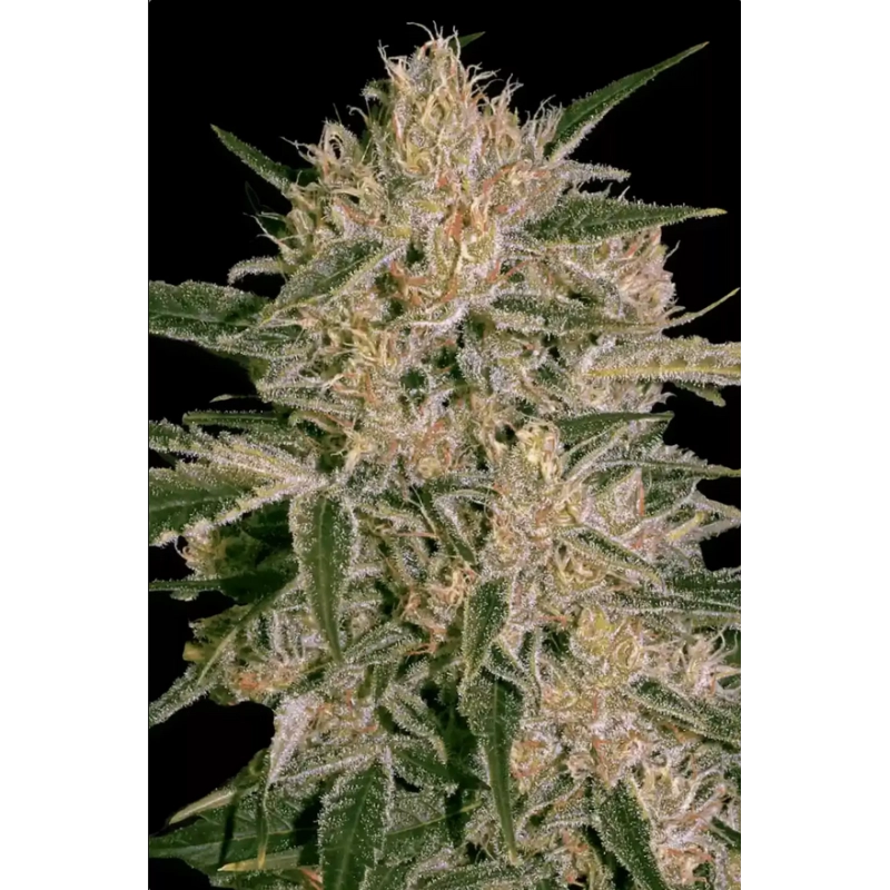 Nebula II CBD - Paradise Seeds - seeds-bank.cz
