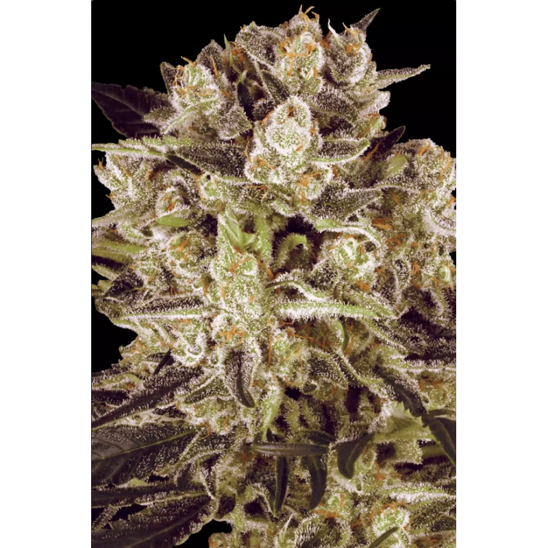 Durga Mata II CBD - Paradise Seeds - seeds-bank.cz