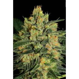 Durga Mata II CBD - Paradise Seeds - seeds-bank.cz