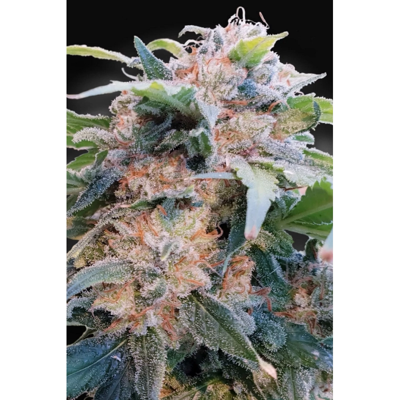 Paradise Seeds CBDream – CBD odrůda s 15 % CBD a 0,4 % THC