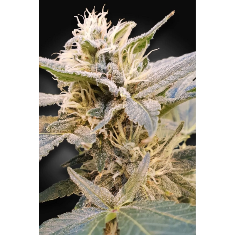 Paradise Seeds CBDelight – 15–20 _ CBD, 0,6 _ THC, lemon-skunk aroma - SEEDS-BANK.CZ
