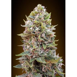 Auto Cheese Berry – 00 Seeds – autoflowering semena konopí