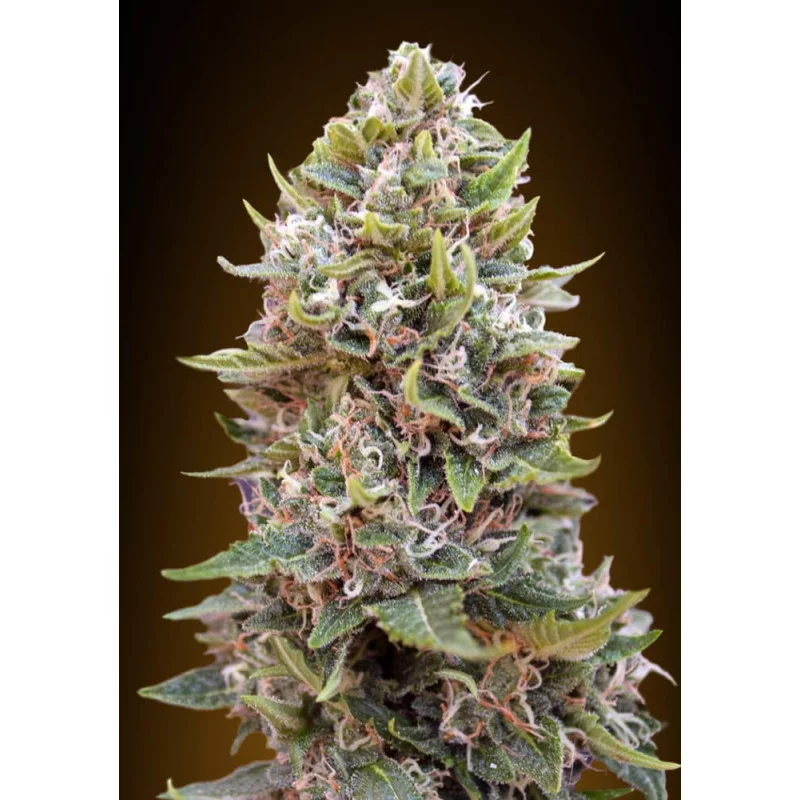 Auto Cheese Berry – 00 Seeds – autoflowering semena konopí