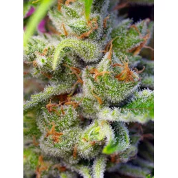 Gorilla Girl - Sweet Seeds - feminizovaná semena - detail pupenů