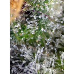 Gorilla Girl - Sweet Seeds - feminizovaná semena - detail terpenů