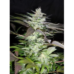 Black Jack® – Sweet Seeds