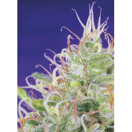 Green Poison - Sweet Seeds - květ