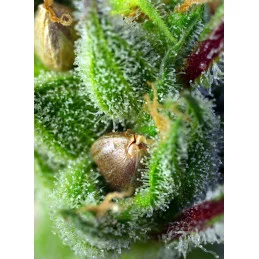 Green Poison - Sweet Seeds - detail