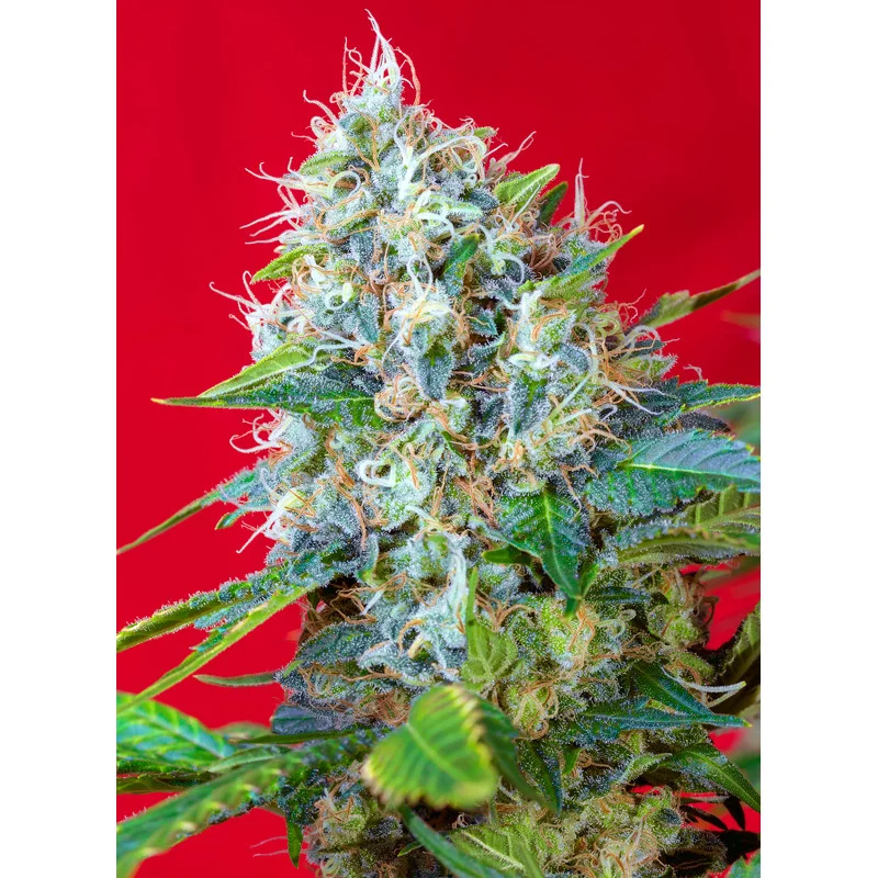 Green Poison - Sweet Seeds - rostlina v květu