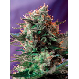 Jack 47® – Sweet Seeds - rostlina