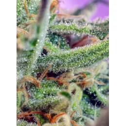 Jack 47 - Sweet Seeds  - feminizovaná semena - terpeny