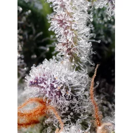 Psicodelicia - Sweet Seeds - feminizovaná semena - terpeny