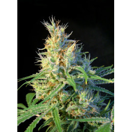 Psicodelicia - Sweet Seeds - feminizovaná semena - květ