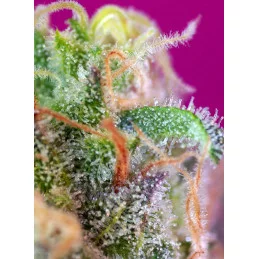 S.A.D. Sweet Afgani Delicious S1 - terpeny