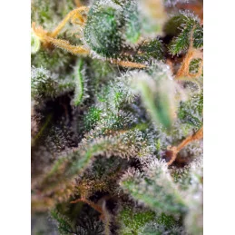S.A.D. Sweet Afgani Delicious S1 - detail terpenů