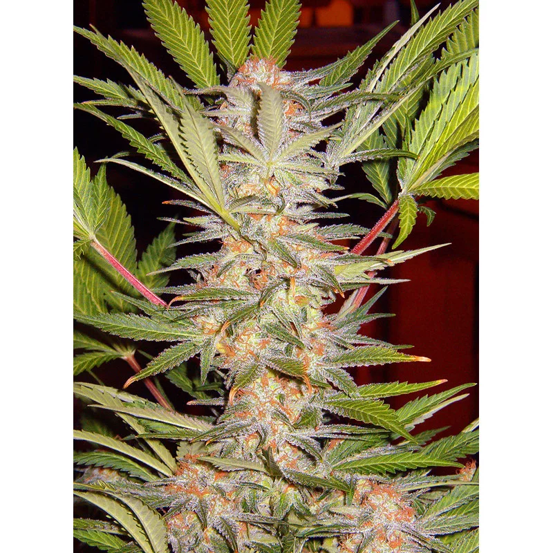 S.A.D. Sweet Afgani Delicious S1 - rostlina